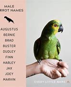 Image result for Parrot