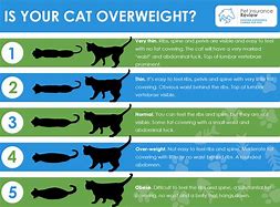 Image result for Is My Cat Overweight Chart