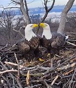 Image result for Bald Eagle Nest Compared to Person