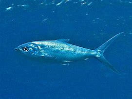 Image result for AWA Milkfish