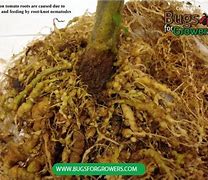 Image result for Root-Knot Nematode Tomato Roots