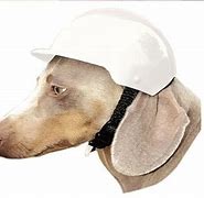 Image result for dog motorcycle helmet safety