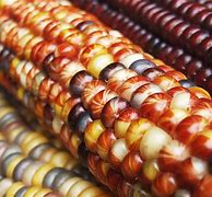 Image result for Corn Harvest Pictures