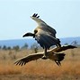 Image result for Vulture Flying