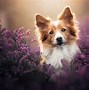 Image result for Purple Doge