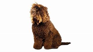 Image result for French Water Dog