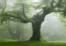 Image result for Bright Green Nature Trees Forest