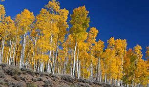 Image result for Aspen Tree Regretevator