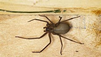 Image result for Brown House Spider Poisonous