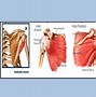 Image result for Musculos Do Ombro