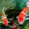 Image result for Carpa Koi