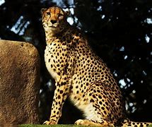 Image result for BNA Cheetah