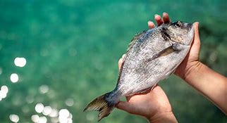 Image result for Sea Bream Azzurra