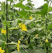 Image result for Cucumber Plant