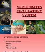 Image result for Vertebrate Circulatory System