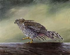 Image result for Hawk Bird Blue Art