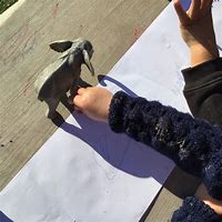 Image result for Animal Shadow Drawing