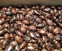 Image result for Ethiopian Castor Seeds