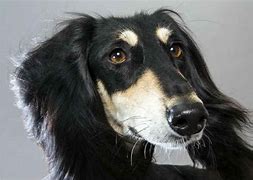 Image result for Mini Saluki Dog