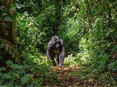 Image result for Jungle around the World