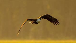 Image result for Bald Eagle Bird Flying