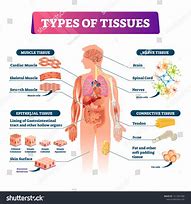 Image result for Human Tissue Acyt