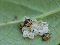 Image result for Baby Stink Bug