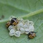 Image result for Baby Stink Bug