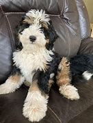 Image result for Large Bernedoodle