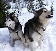 Image result for Snow Husky