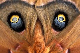 Image result for Female Polyphemus Moth