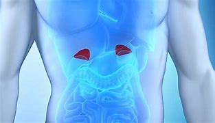 Image result for Adrenal Artery