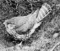 Image result for Immature Merlin Bird