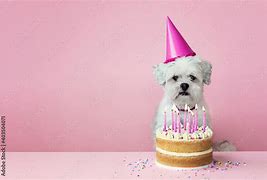 Image result for White Dog Cake