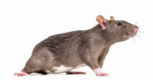 Image result for Rat Side View Vector