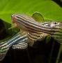 Image result for Fish Ulcer Danio