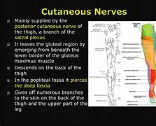 Image result for Posterior Cutaneous Nerve of Thigh