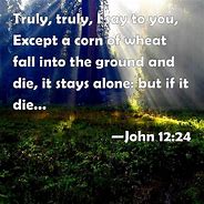 Image result for John 12 24 and Wheat