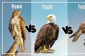 Image result for Hawk Eagle Falcon