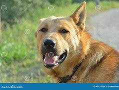 Image result for Bloodhound Australian Shepherd Mix