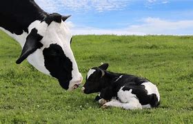 Image result for Baby Bell Cow