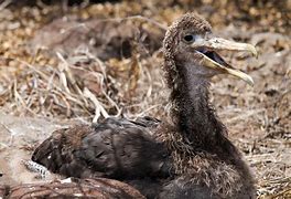 Image result for Fluffy Baby Albatross