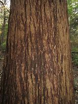 Image result for hemlock identification