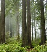 Image result for Ewok Forest