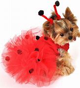 Image result for Cute Dog Halloween Costume Ideas