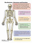 Image result for Skeleton Function