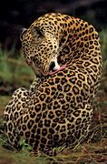 Image result for Back of a Leopard