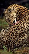 Image result for Arabic Leopard