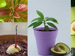 Image result for Avocado Tree in India