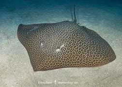 Image result for Leopard Ray